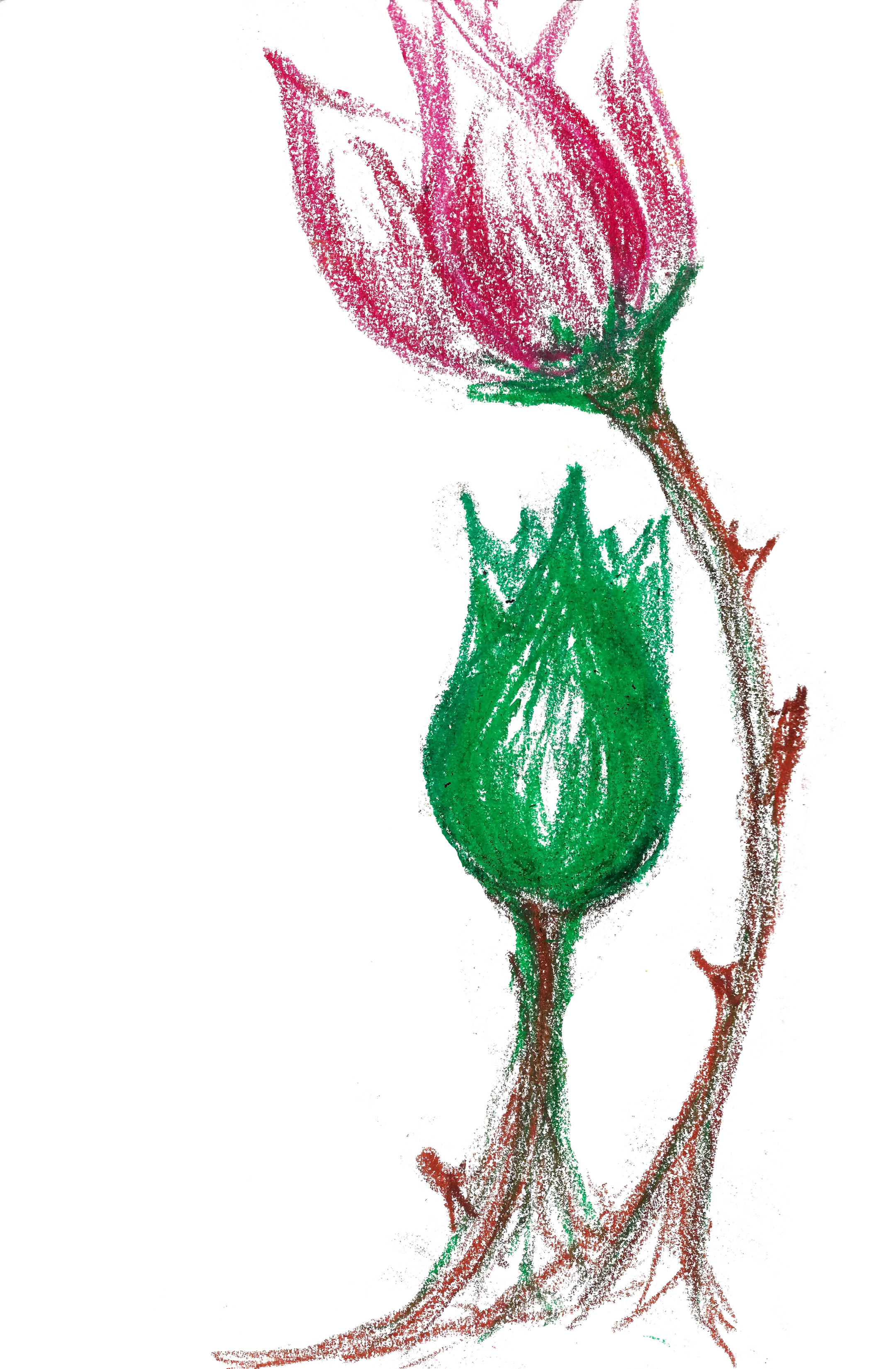 Crayon drawing of flowers